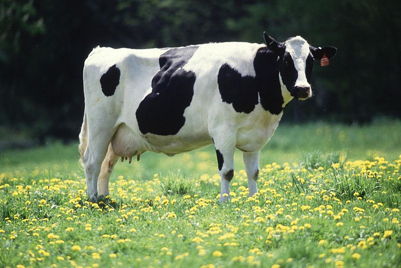 Vache