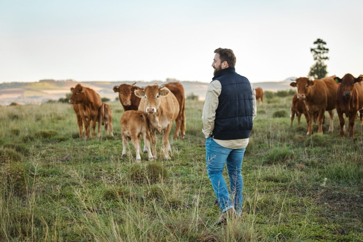 vaches-agriculteurs-taxe-emissions-de-methane-danemark