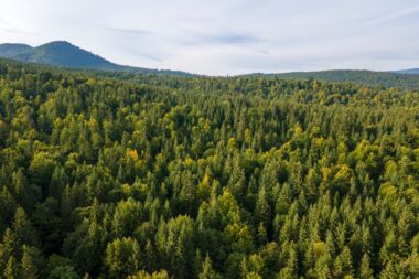 forêt climat