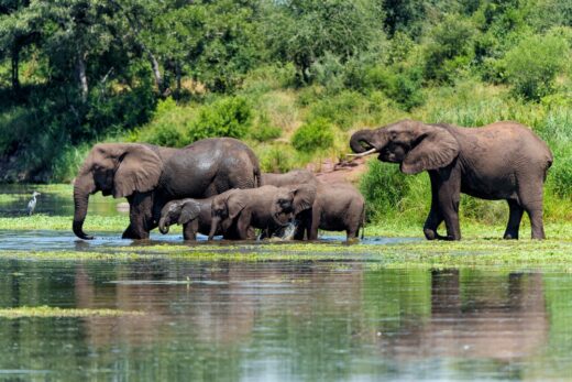 biodiversité en déclin