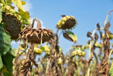 Climat : l'année 2024 sera encore plus chaude que 2023