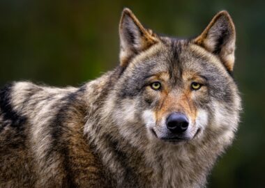 Les États membres de la Convention de Berne ont voté, le 3 décembre 2024, pour rétrograder le loup du statut de "strictement protégé" à "protégé".