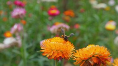 Close Up,of,bee,collecting,nectar,from,orange,flowers,in,vibrant