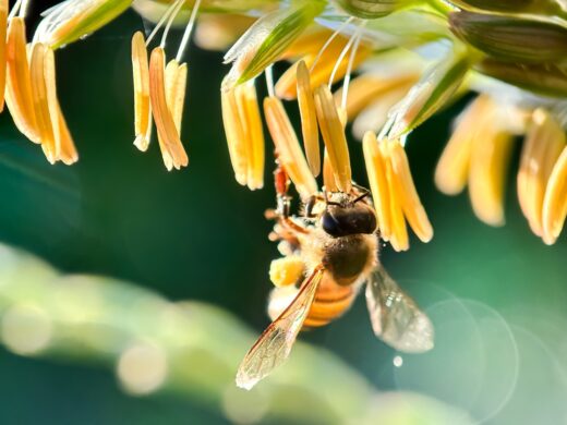 Néonicotinoïdes : un retour inquiétant pour les abeilles et les oiseaux