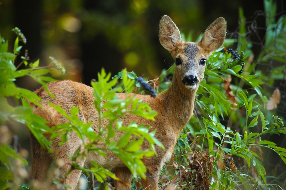 Biodiversité : et si vous achetiez une forêt ?