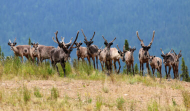 Changement climatique : un troupeau de caribous de l'Arctique occidental décide de migrer