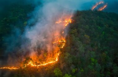 Climat et biodiversité en 2025 : quels seront les moments clés ?