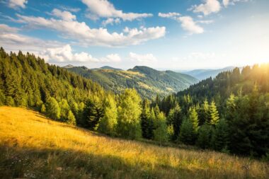 La moitié des forêts de montagne en danger