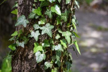 Biodiversité : du lierre arraché sur des centaines d’arbres