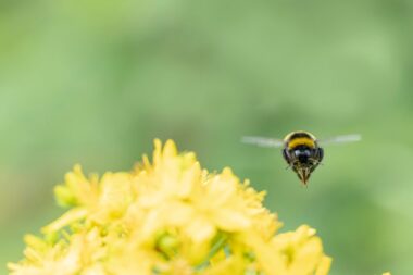 Insectes pollinisateurs : les bienfaits de la tonte aléatoire des prairies