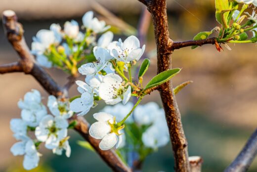 Changement climatique : quel impact sur les allergies ?