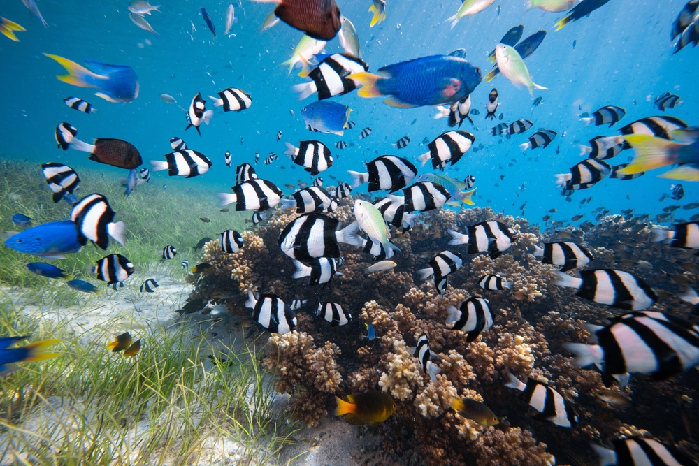 La COP16 cherche des fonds pour la biodiversité