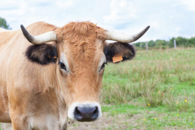 Élevage : la France veut augmenter sa production de viande pour limiter les importations