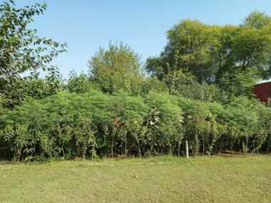 Mini-forêts urbaines : de nouveaux sanctuaires de biodiversité en ville