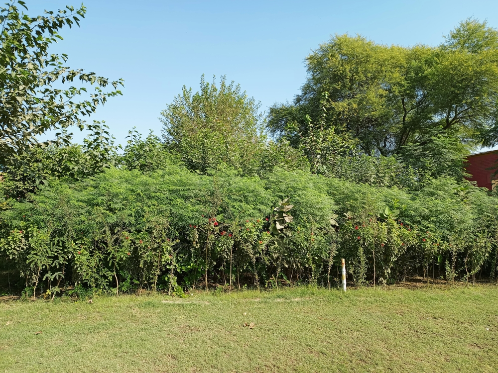 Mini-forêts urbaines : de nouveaux sanctuaires de biodiversité en ville