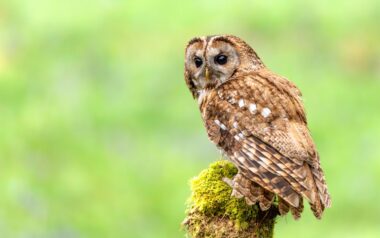 La chouette hulotte connaît un renouveau grâce à la conservation