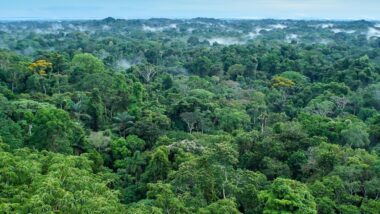 L'autoroute Amazonienne construite pour la COP30 consterne les scientifiques