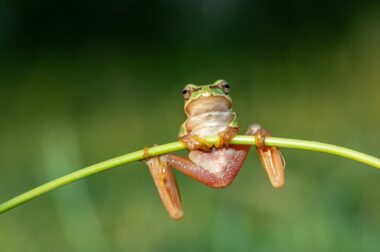 Les pesticides, une menace confirmée pour la biodiversité